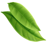 coffee-beans-P4MXYZD4